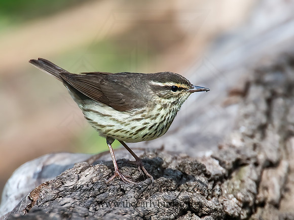 Parkesia noveboracensis  NORTHERN WATERTHRUSH 8002424z