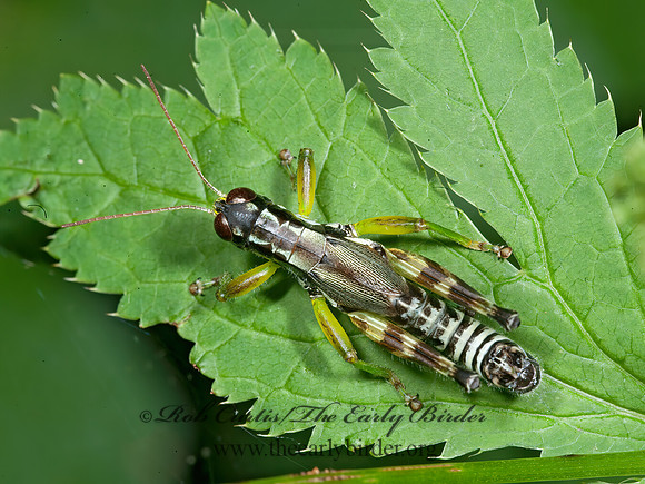 Melanoplus viridipes grp  GREEN-LEGGED GRASSHOPPER  8033083z