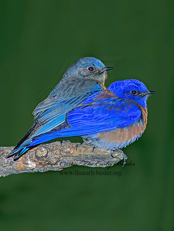 Sialia mexicana  WESTERN BLUEBIRD 121826z