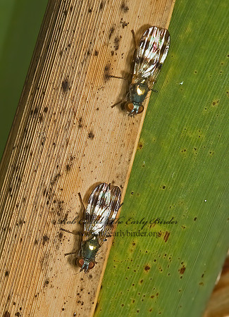 Chaetopsis masyla  PICTURE-WINGED FLY 5002495 z