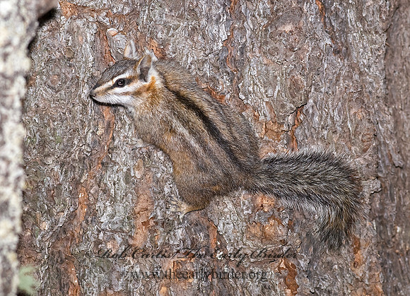 Neotamias dorsalis  CLIFF CHIPMUNK 6026971z