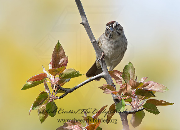 Melospiza georgiana  SWAMP SPARROW 9043017z