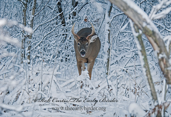 Odocoileus virginianus  WHITE-TAILED DEER  6018885z