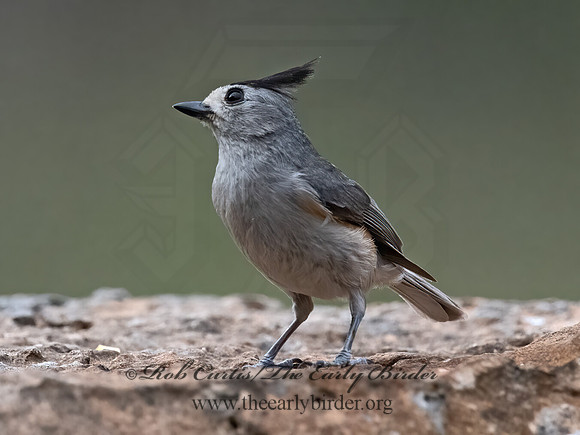 Baeolophus atricristatus  BLACK-CRESTED TITMOUSE 3035307z