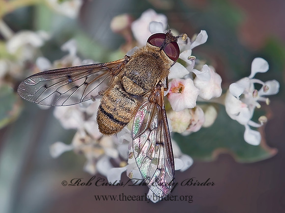 Neodiplocampta mira  BEE FLY 7009912z