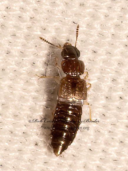 Anotylus or Oxytelus ROVE BEETLE 9082222z