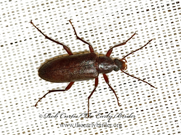 Eupsophulus castaneus 5005376z