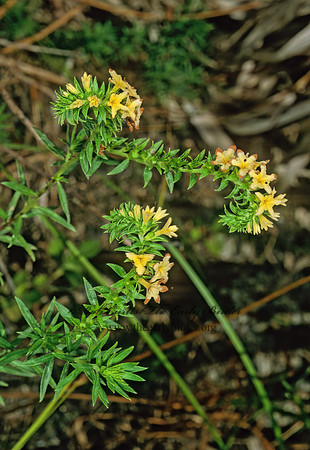 Heliotropium polyphyllum  PINELAND HELIOTROPE 248537z