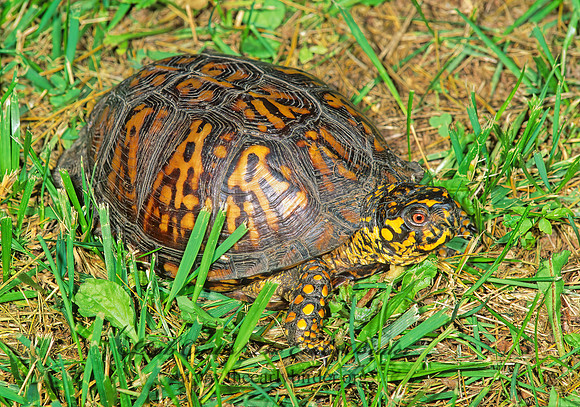 Terrapene carolina carolina  EASTERN BOX TURTLE 193316z