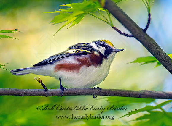 Setophaga pennsylvanica  CHESTNUT-SIDED WARBLER 9001143z