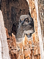 Bubo virginianus GREAT HORNED OWL 9067729z