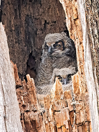 Bubo virginianus  GREAT HORNED OWL 9067729z