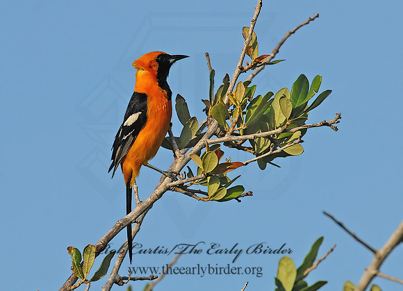 Icterus cucullatus  HOODED ORIOLE 6023173z