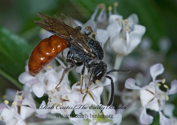 Sphecodes 7010302 z