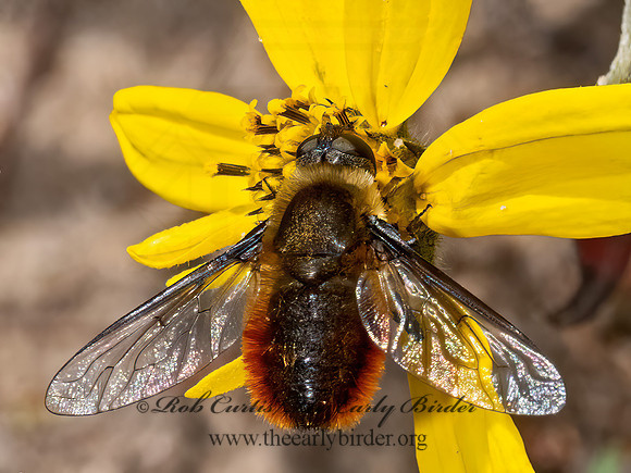 Villa  BEE FLY 3024038z