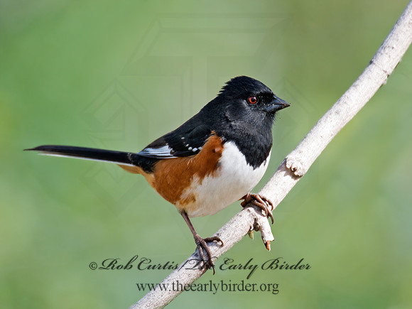 Pipilo erythrophthalmus  EASTERN TOWHEE 6003083z