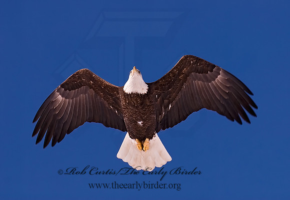 Haliaeetus leucocephalus  BALD EAGLE 6020394z