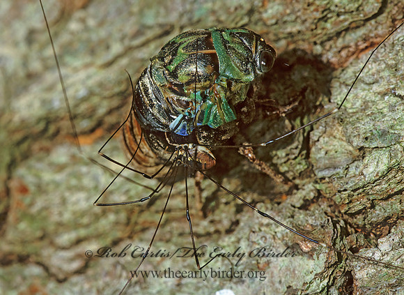 Neotibicen canicularis  DOG-DAY CICADA 1284233z