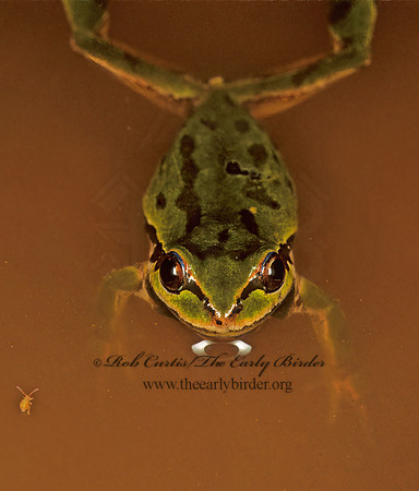 Pseudacris regilla  PACIFIC TREE FROG 149334 z