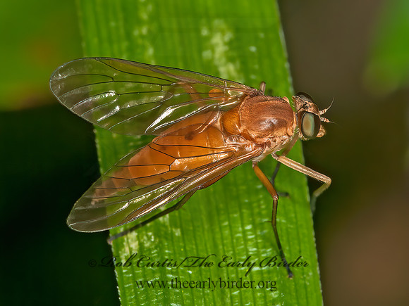 Rhagio tringarius  MARSH SNIPE FLY  3016269z