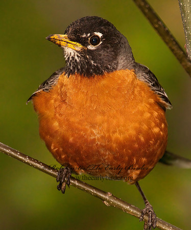 Turdus migratorius  AMERICAN ROBIN 3002026z