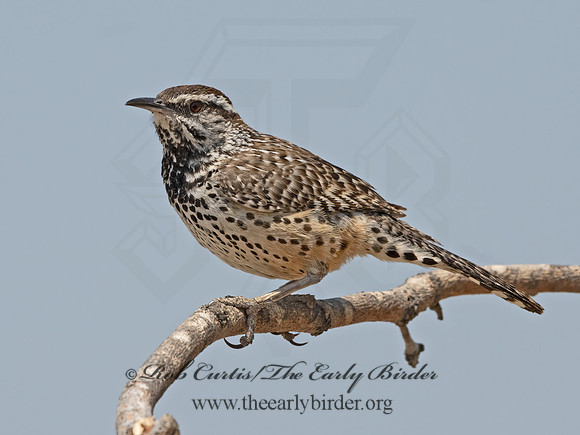 Campylorhynchus brunneicapillus  CACTUS WREN 3034710z