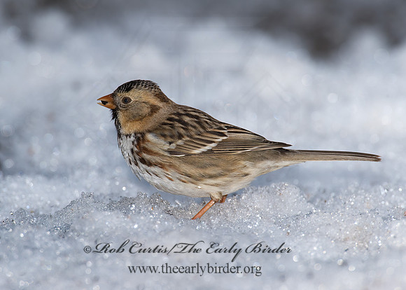Zonotrichia querula  HARRIS'S SPARROW 8001233z