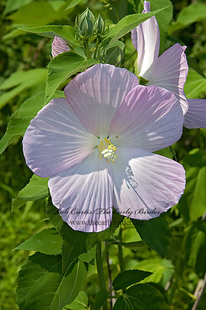 Hibiscus moscheutos  SWAMP ROSE-MALLOW 5011475z