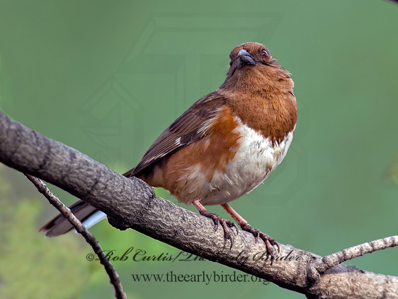 Pipilo erythrophthalmus  EASTERN TOWHEE 6003096z