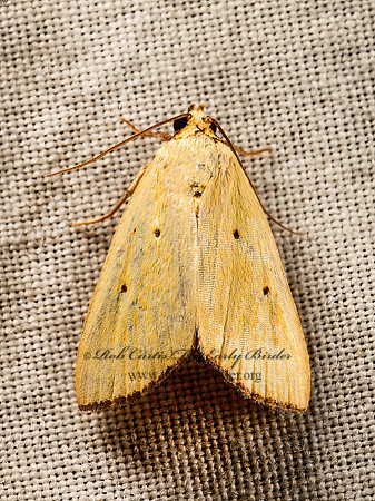Marimatha nigrofimbria  BLACK-BORDERED LEMON MOTH 9050729z