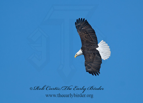 Haliaeetus leucocephalus  BALD EAGLE 7014046z