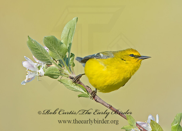 Vermivora cyanoptera  BLUE-WINGED WARBLER 9029658z