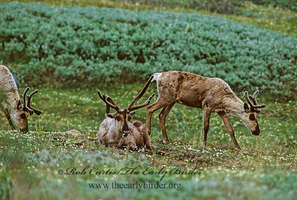 Rangifer tarandus  CARIBOU 235325z