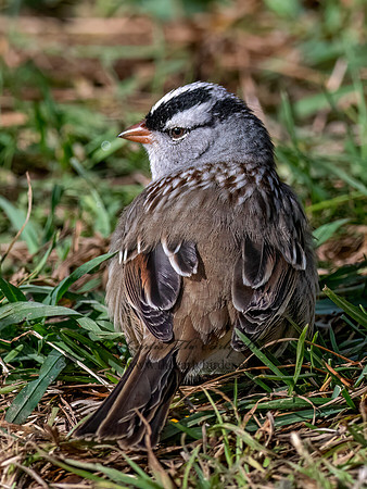 Zonotrichia leucophrys WHITE-CROWNED SPARROW 3047440z