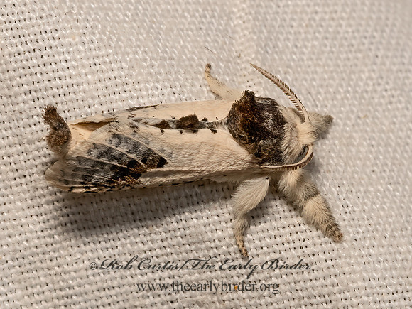 Givira theodori  LEOPARD MOTH 3033255z
