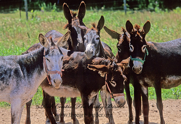 Equus asinus  DONKEY 283928z