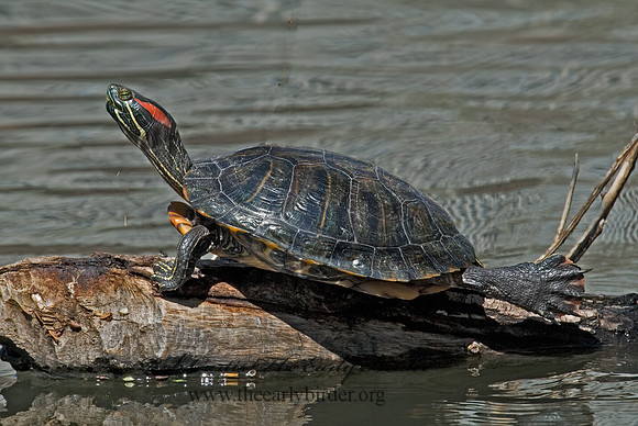 Trachemys scripta elegans  RED EARED SLIDER  6002626z
