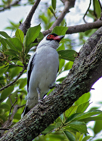 Thyra senufascuata  MASKED TITYRA 206234z
