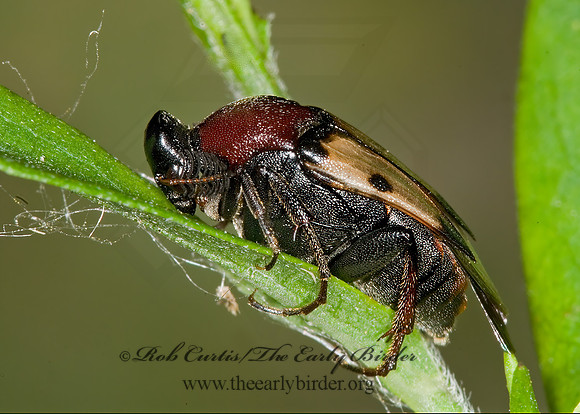Macrosiagon pectinata 6012903 Mz