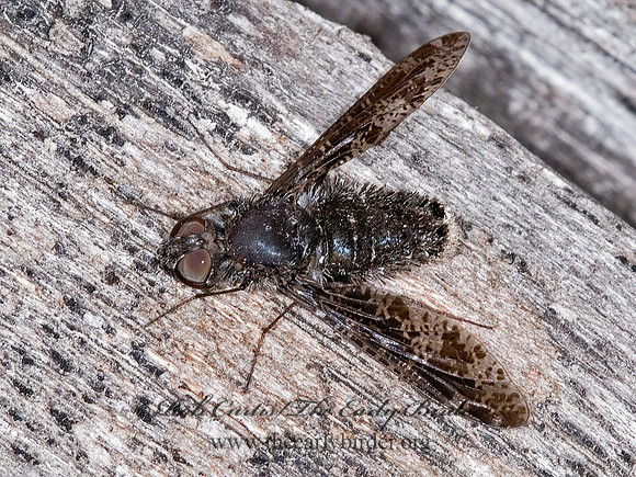Anthrax irroratus  BEE FLY 6011144z