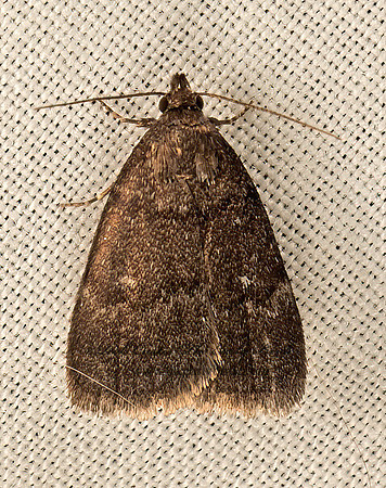 Idia rotundalis  ROTUND IDIA 9051435z