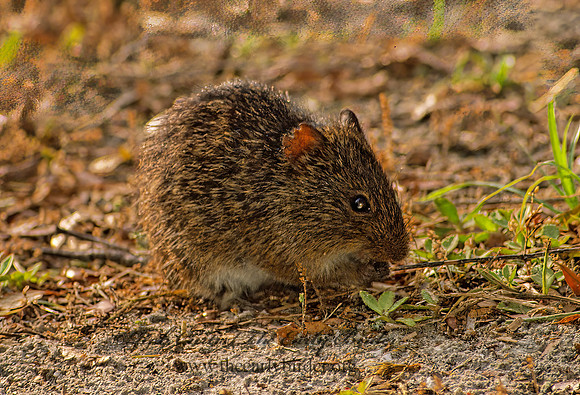 Sigmodon hispidus  HISPID COTTON RAT 22202 z