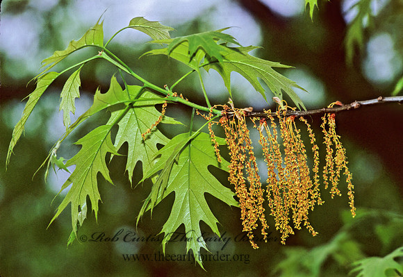 Quercus palustris  PIN OAK 280502z