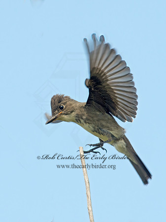 Contopus cooperi  OLIVE-SIDED FLYCATCHER 9003971z