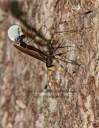 Megarhyssa atrata 8005851 Fz