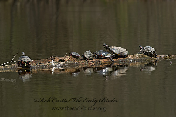 Trachemys scripta elegans  RED EARED SLIDER  8012349z