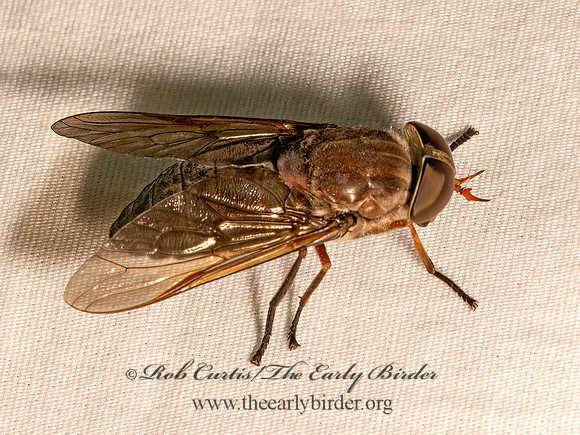 Tabanus calens HORSE FLY 9082038z