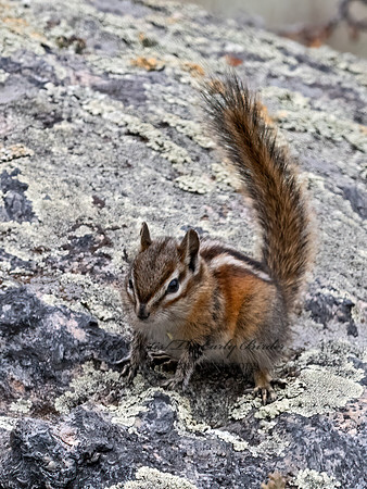 Neotamias minimus  LEAST CHIPMUNK 3025430z