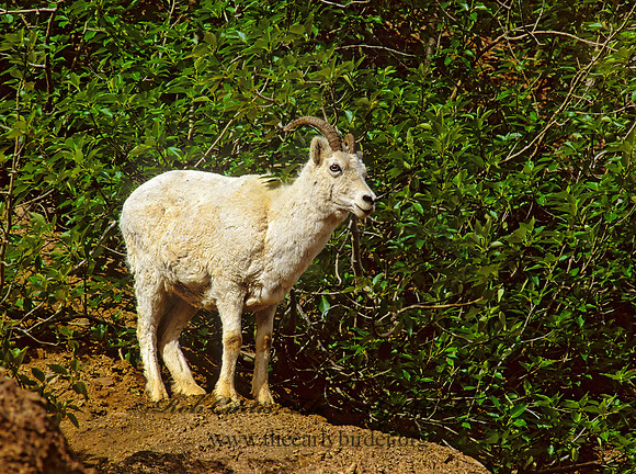 Ovis dalli  DALL SHEEP 235521z