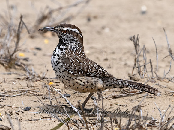Campylorhynchus brunneicapillus  CACTUS WREN 3033449z